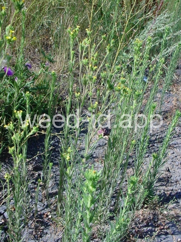 tarweed, cluster